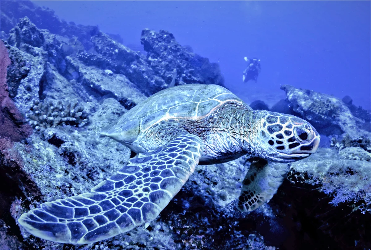 Diving in Chileon Bay in Los Cabos Mexico	