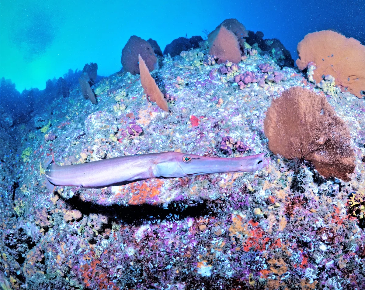 Cabo San Lucas Diving Tours	