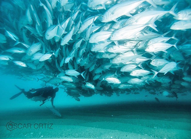 Diving at Cabo Pulmo Mexico	