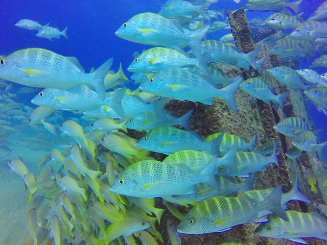 Diving at Cabo Pulmo	
