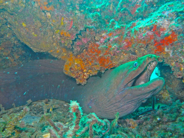 moray eel at Cabo Pulmo	