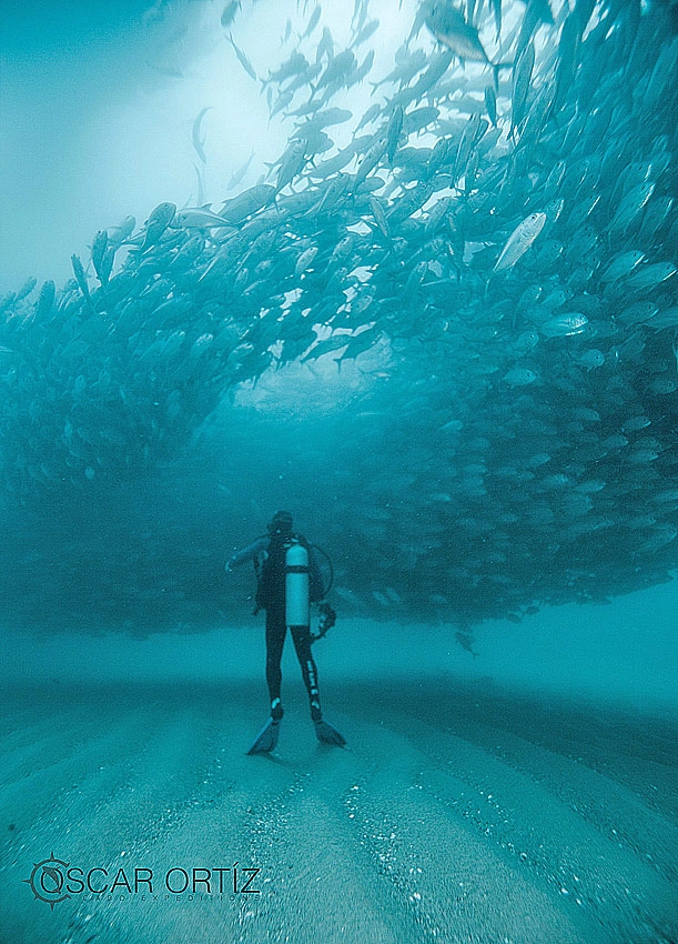 Diving at Cabo Pulmo Mexico	