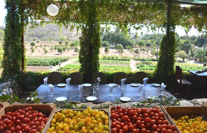 Huerta Los Tamarindos San Jose del Cabo Mexico Organic Farm and Restaurant vegetarian	