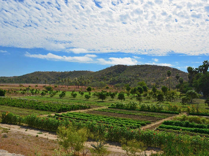 The lush organic farm at Los Tamarindos Los Cabos Mexico	