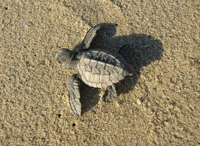 Sea Turtles in Los Cabos, Mexico	