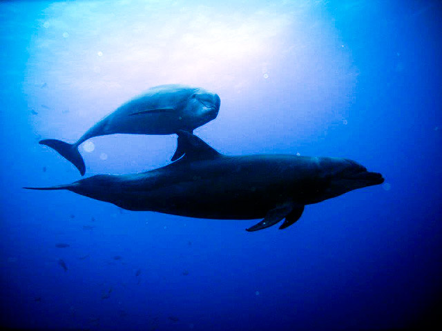 Dolphins in the Pacific Ocean at the Socorro Islands	