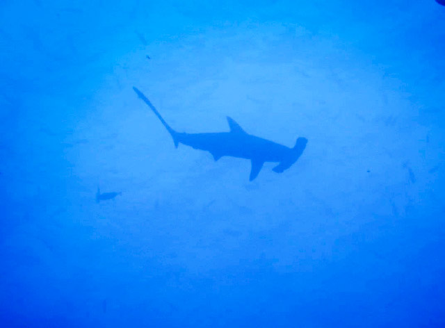 Hammerhead Shark diving the Revillagigedo Islands in the Pacific Ocean of Mexico	