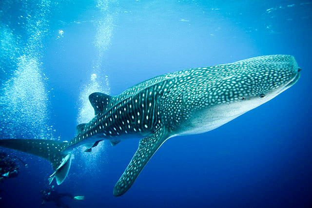 Whale Shark swimming in the Revillagigedo Islands in the Pacific Ocean of Mexico	