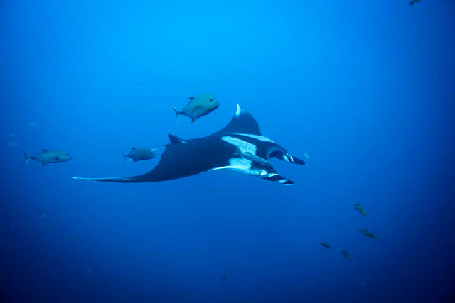 Manta Ray diving in the Revillagigedo Islands in the Pacific Ocean of Mexico	