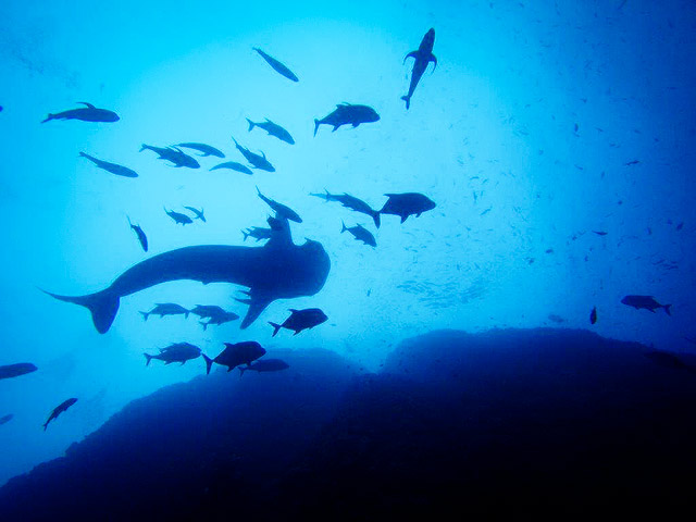 Manta Ray diving in the Revillagigedo Islands in the Pacific Ocean of Mexico	