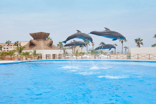 Cabo Dolphin Tour	