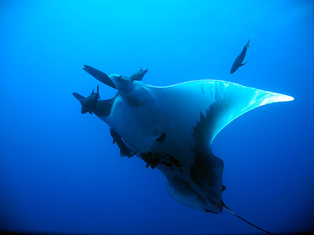 Gianta Pacific Manta Ray in Socorro Island Mexico	