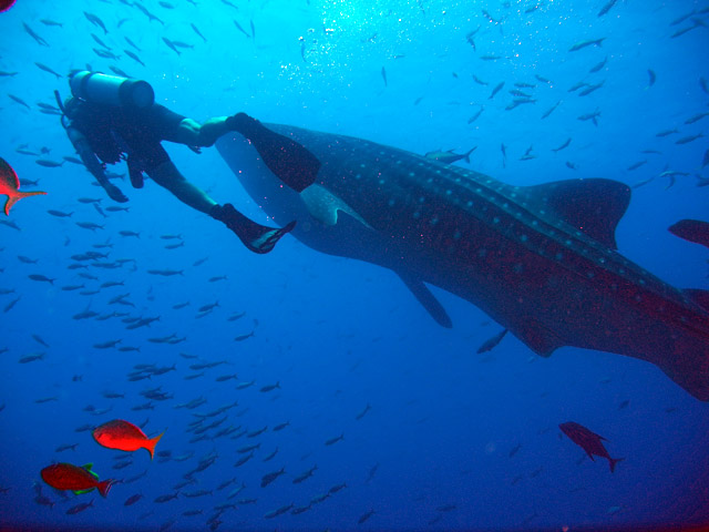 Whale Sharks in Baja California Sur Mexico	