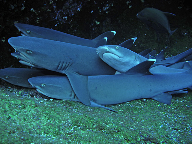 Scuba Diving at Socorro Island and Roca Partida	