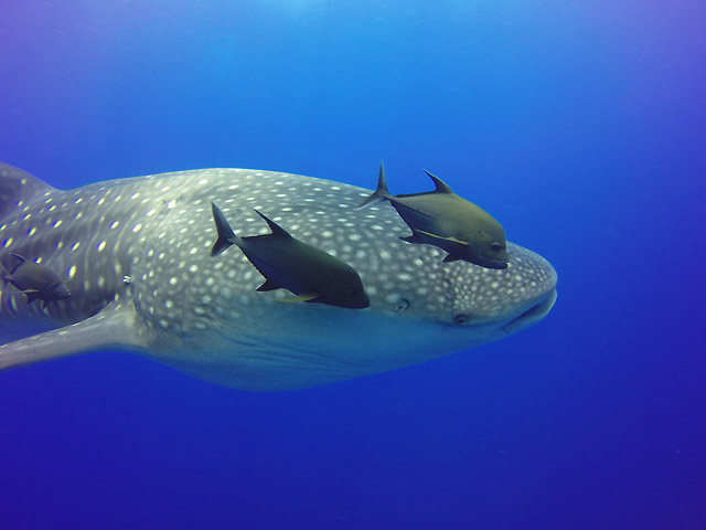 Tours and Activities Kayaking in Baja California Sur	