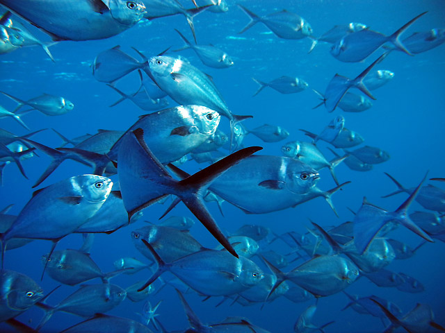 Scuba Diving Tours in the Sea of Cortez Baja California Sur	