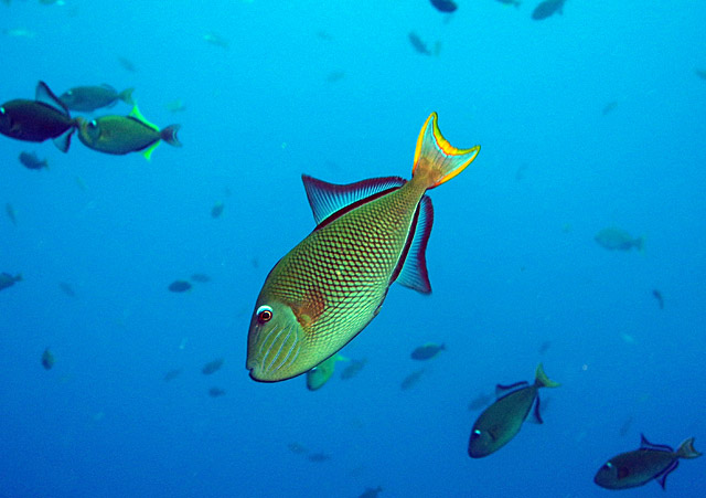 Scuba Diving Tours in the Sea of Cortez Baja California Sur	