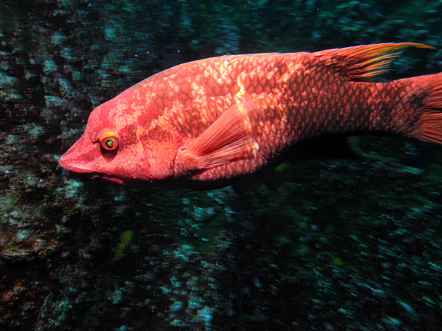 Scuba Diving Tours in the Sea of Cortez Baja California Sur	