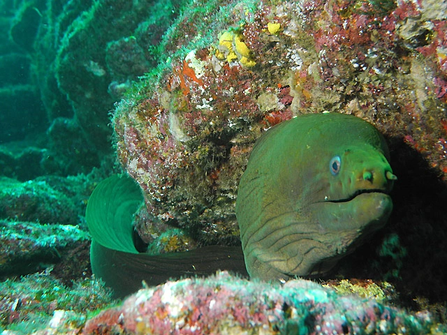 Scuba Diving Tours in the Sea of Cortez Baja California Sur	