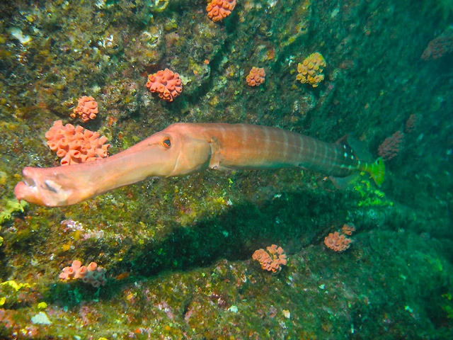 Scuba Diving Tours in the Sea of Cortez Baja California Sur	