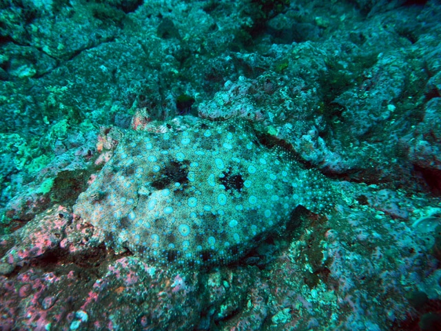 Scuba Diving Tours in the Sea of Cortez Baja California Sur	