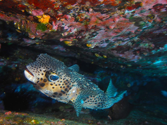 Scuba Diving Tours in the Sea of Cortez Baja California Sur	