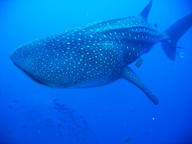 Scuba Diving Tours in the Sea of Cortez Baja California Sur	