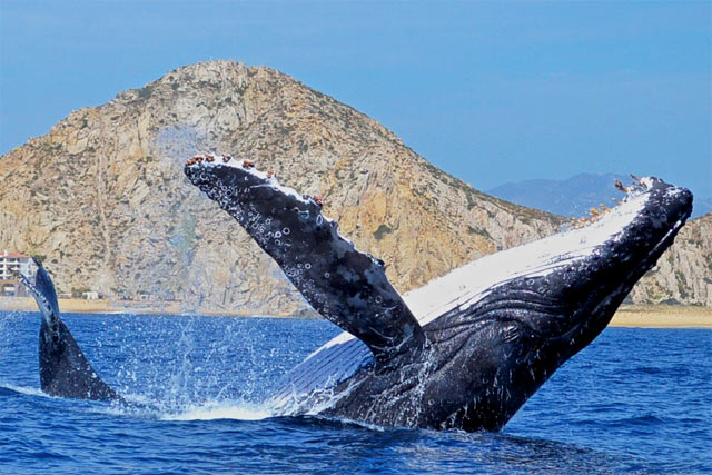 Whale Watching in Baja Mexico	