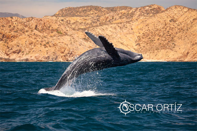 Whale Watching in Los Cabos Mexico	