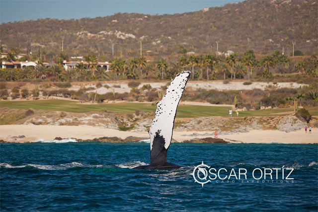 Whale Watching in Los Cabos Mexico	