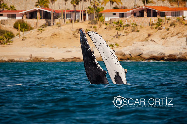 Whale Watching in Los Cabos Mexico	