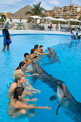 Getting up close and personal with Pacific bottlenose dolphins at Cabo Dolphins in Cabo San Lucas	