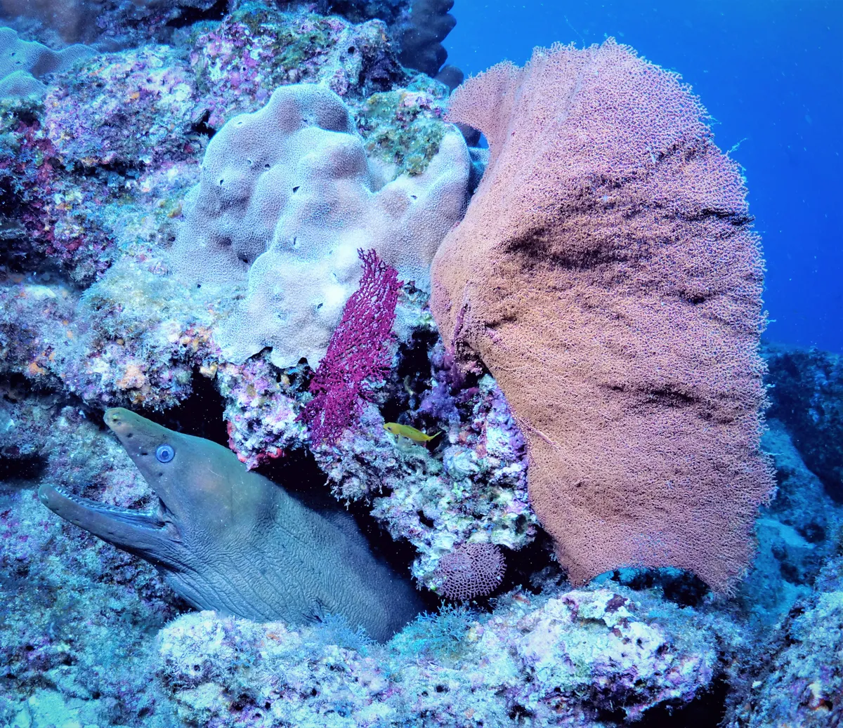 Diving Tours in Cabo San Lucas Mexico	