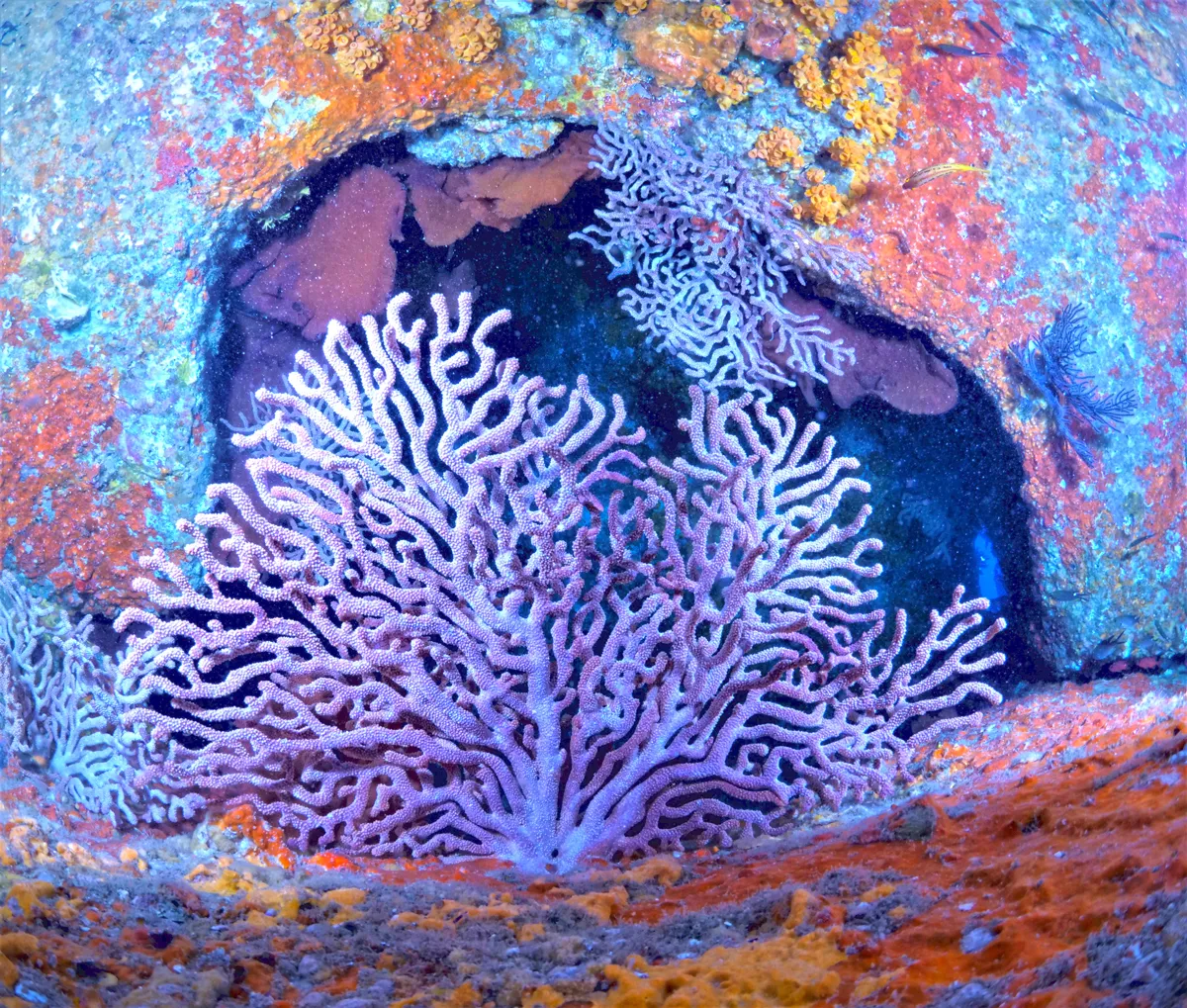 Scuba Diving in the Sea of Cortez at Cabo Pulmo Marine Park in Baja California Sur Mexico	