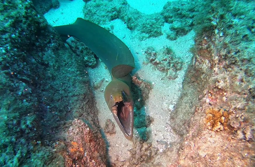 Scuba Diving in the Sea of Cortez at Cabo Pulmo Marine Park in Baja California Sur Mexico	
