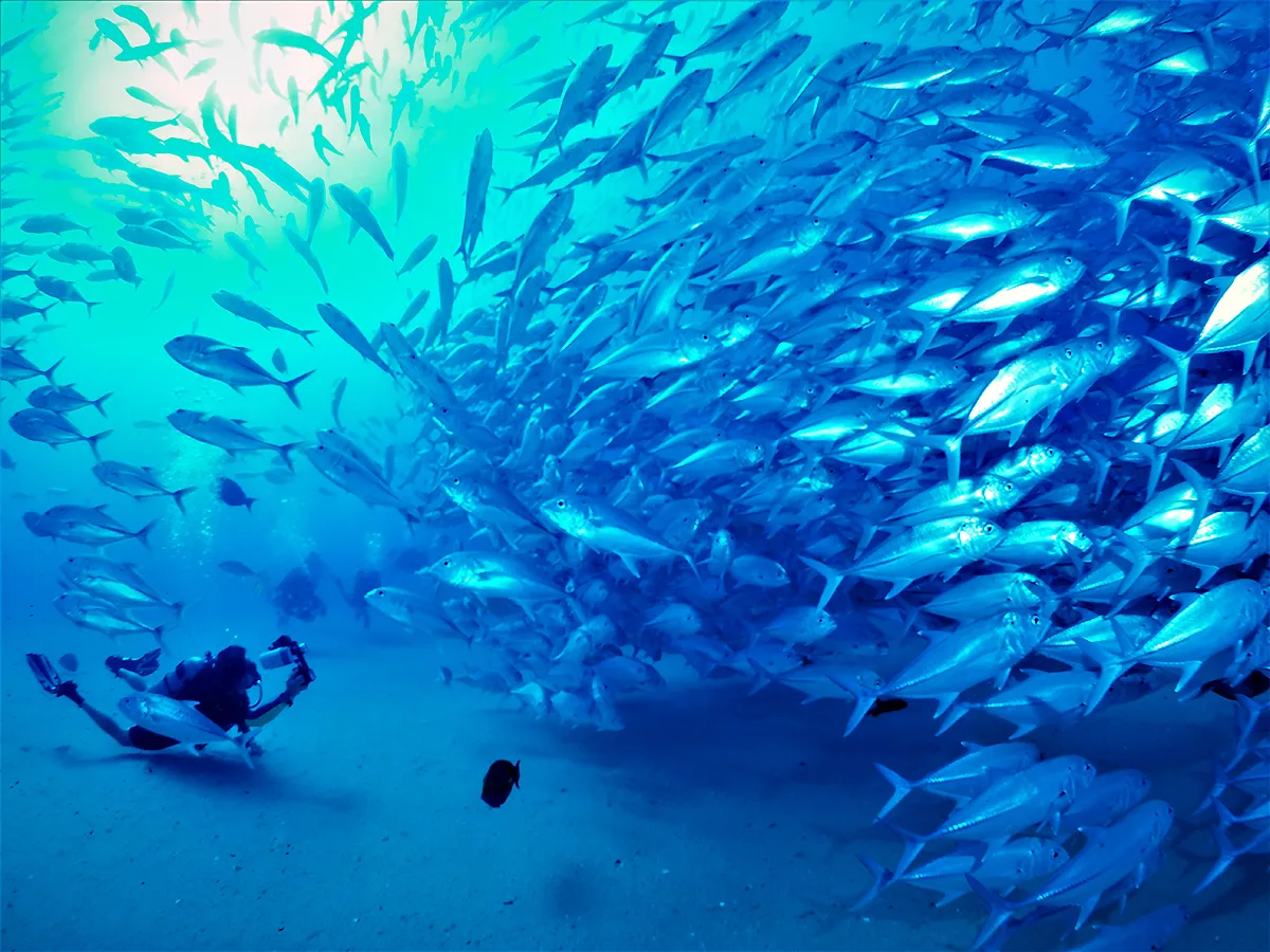 Scuba Diving in the Sea of Cortez at Cabo Pulmo Marine Park in Baja California Sur Mexico	