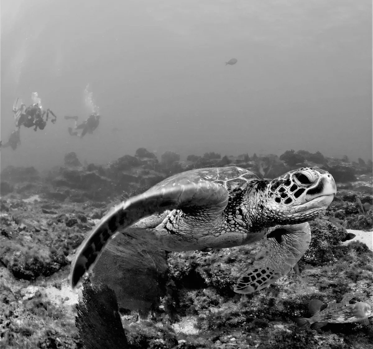 Scuba Diving in the Sea of Cortez at Cabo Pulmo Marine Park in Baja California Sur Mexico	