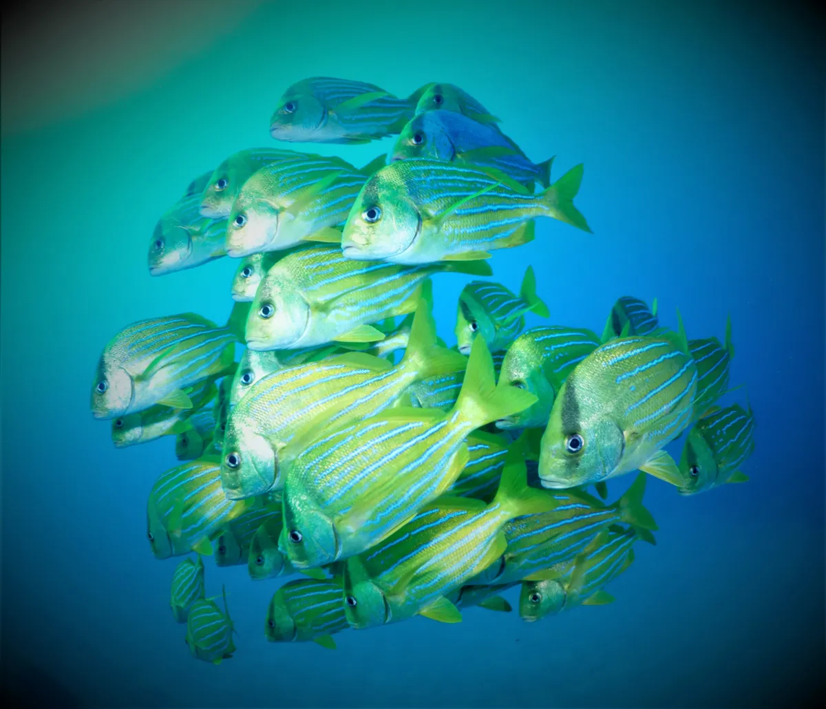 Scuba Diving in the Sea of Cortez at Cabo Pulmo Marine Park in Baja California Sur Mexico	