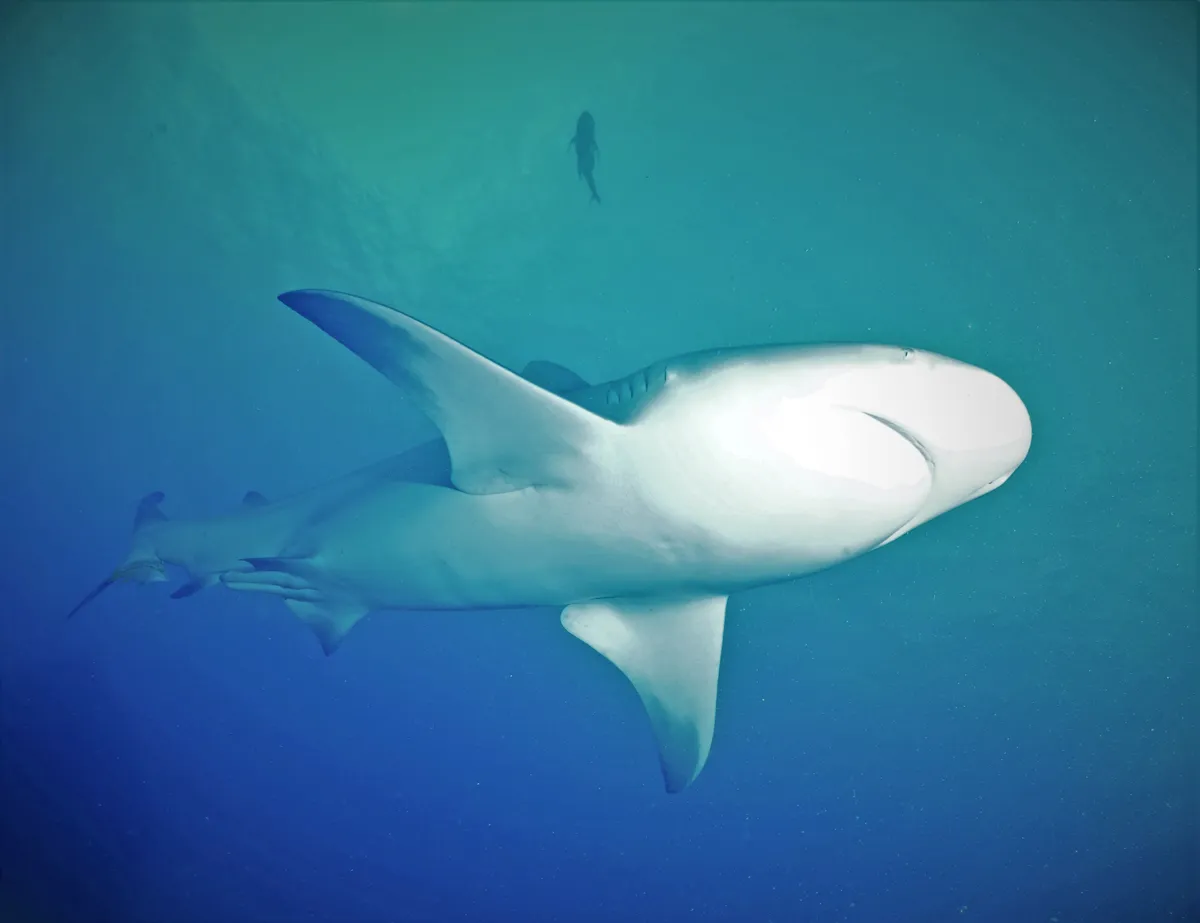 Scuba Diving in the Sea of Cortez at Cabo Pulmo Marine Park in Baja California Sur Mexico	
