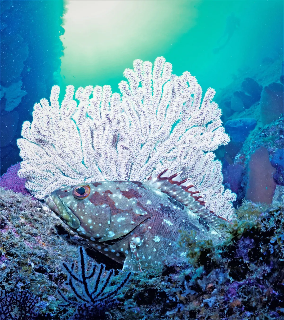 Scuba Diving in the Sea of Cortez at Cabo Pulmo Marine Park in Baja California Sur Mexico	