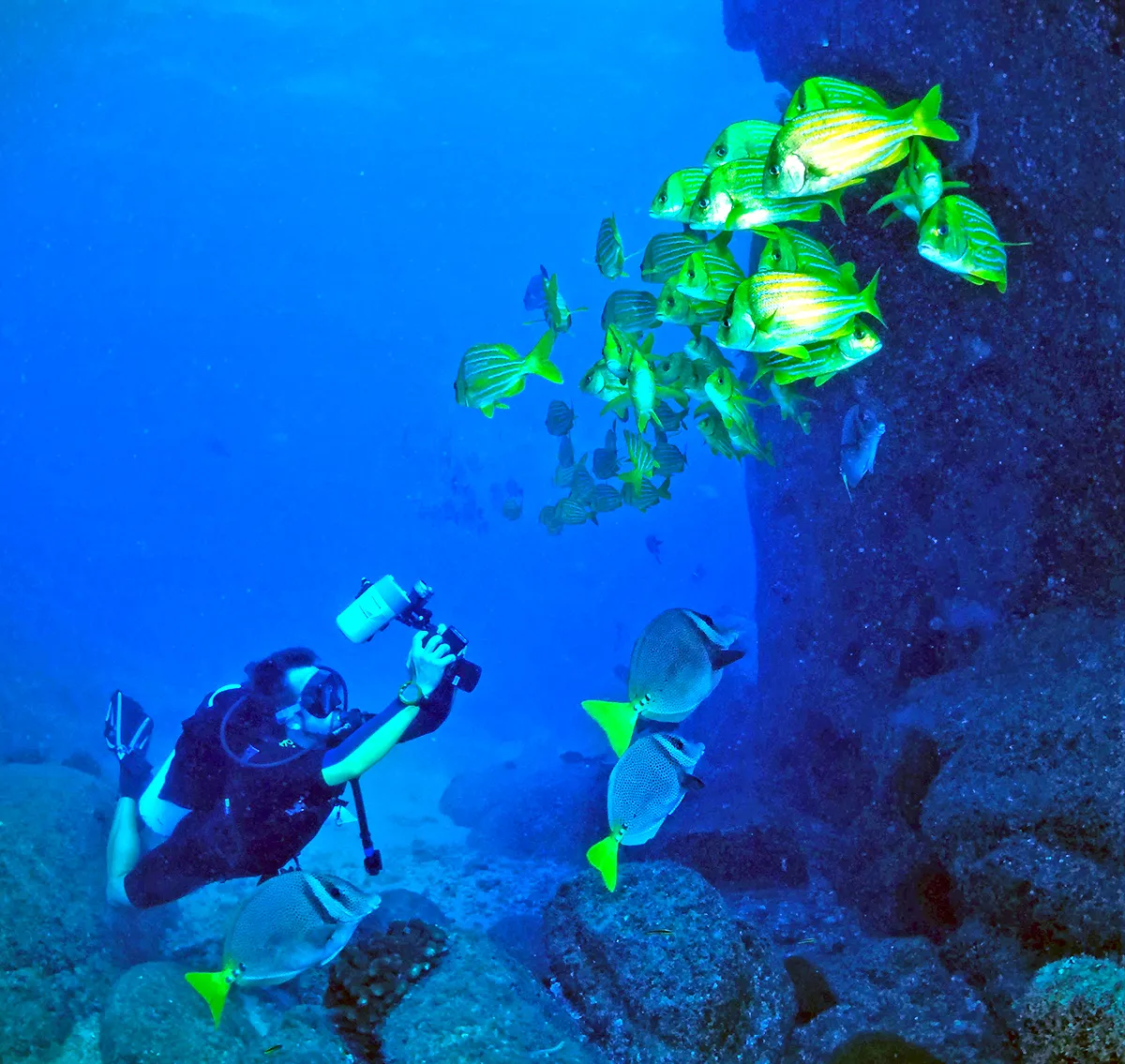 Scuba Diving in the Sea of Cortez at Cabo Pulmo Marine Park in Baja California Sur Mexico	