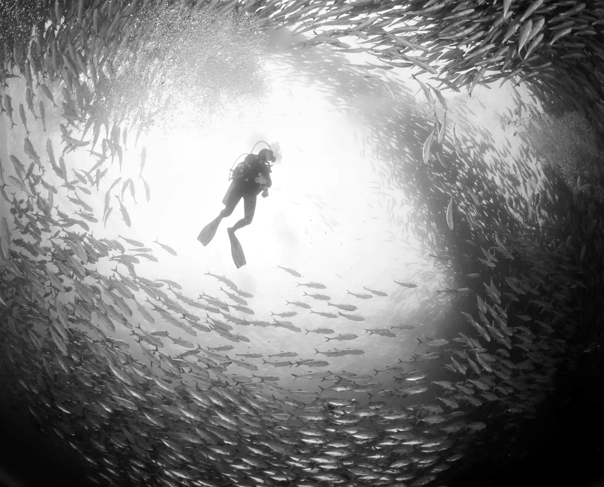 Scuba Diving in the Sea of Cortez at Cabo Pulmo Marine Park in Baja California Sur Mexico	