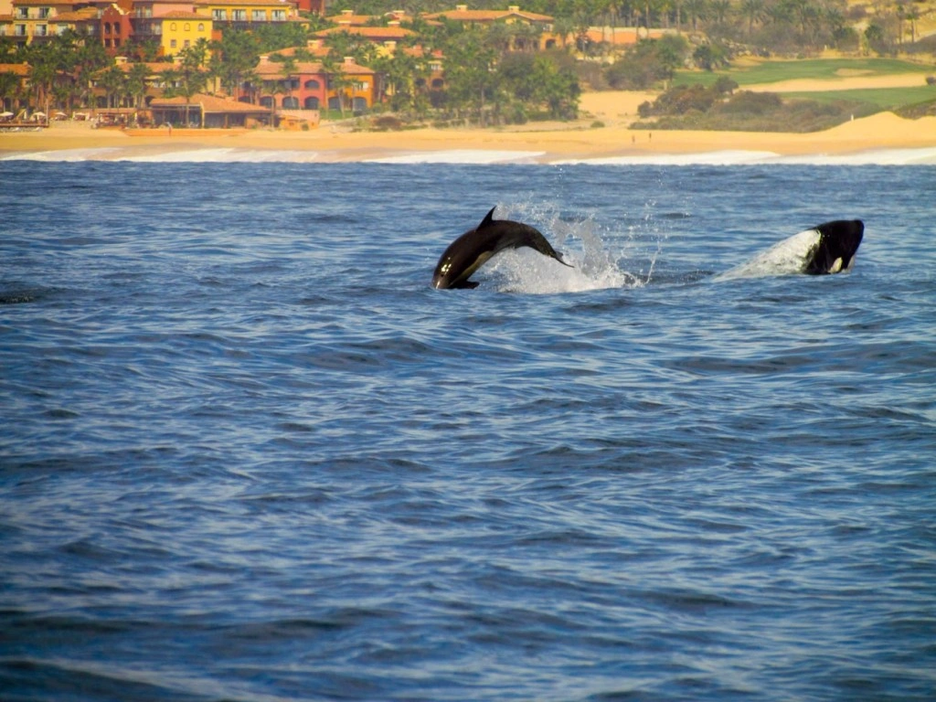 Los Cabos Mexico Ecology Orca Whales	