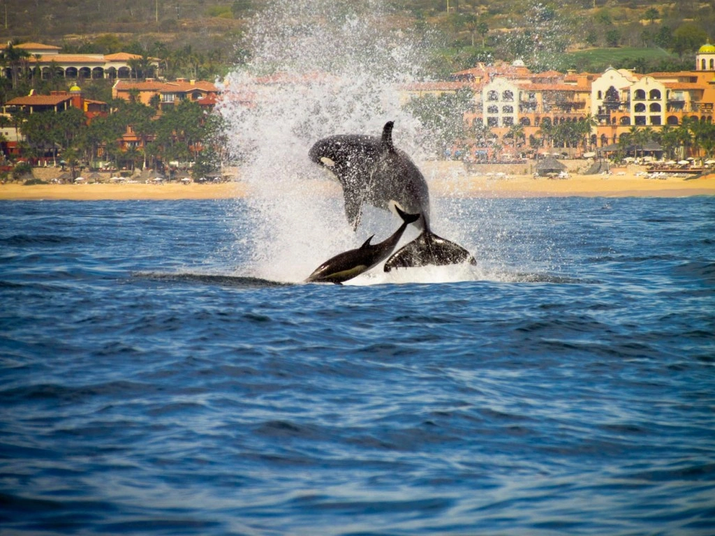 Whale Watching in in Cabo San Lucas Mexico	