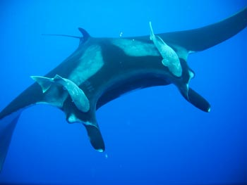 Manta Rays Diving Baja Mexico	