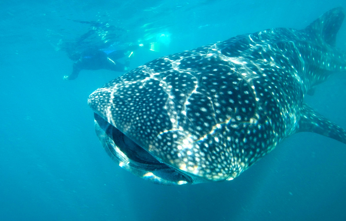 Los Cabos Mexico whale shark tours	