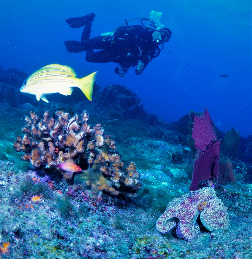 Diving in Cabo Pulmo Mexico	