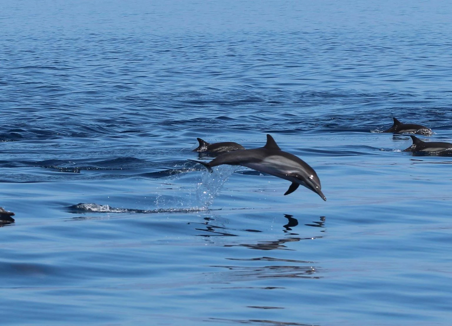 Private luxury yacht charters in the Sea of Cortez	
