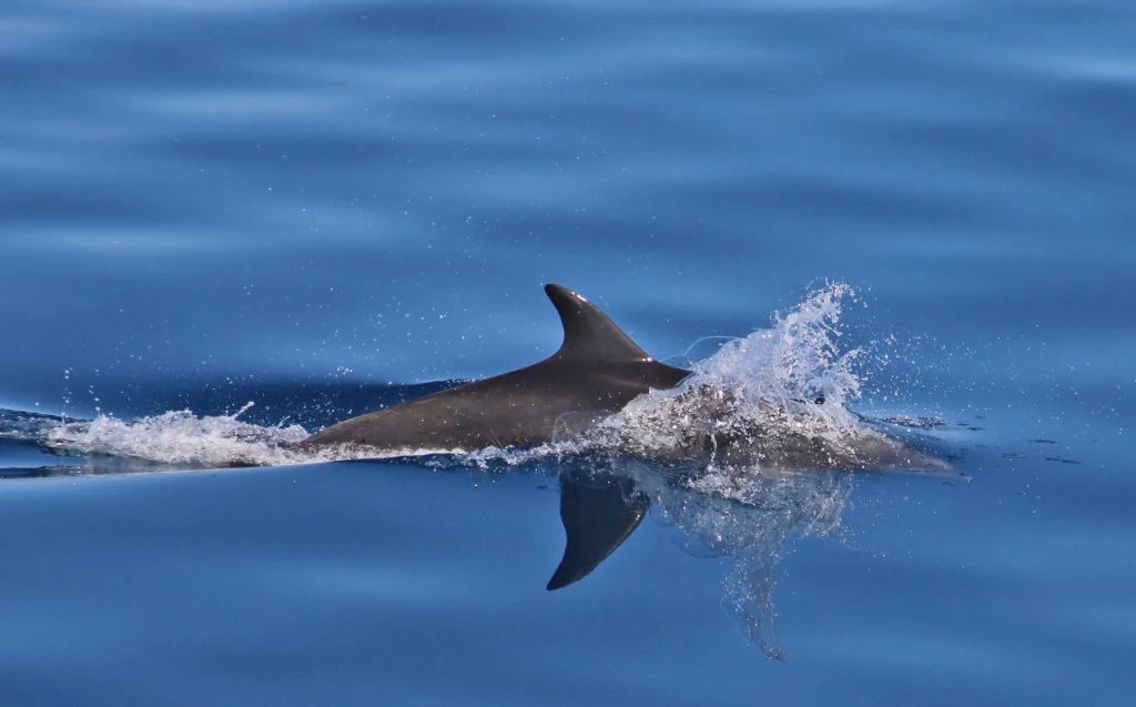 Private luxury yacht charters in the Sea of Cortez	