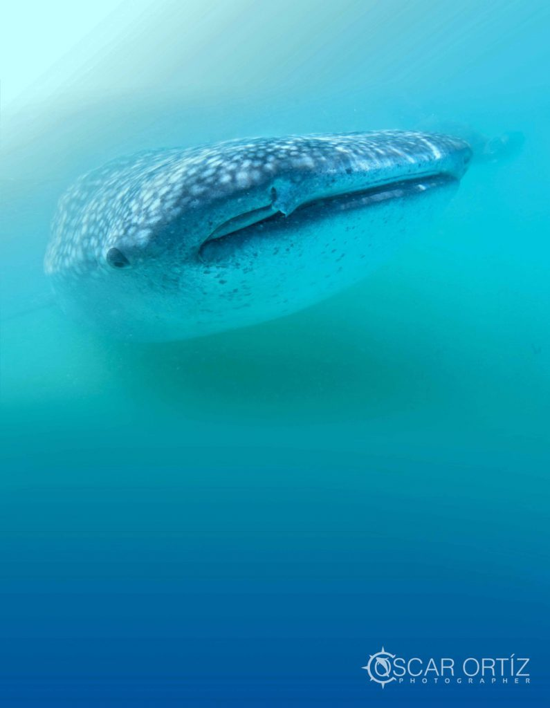 Whale Shark Swimming Tours in the Sea of Cortez with Cabo Expeditions	